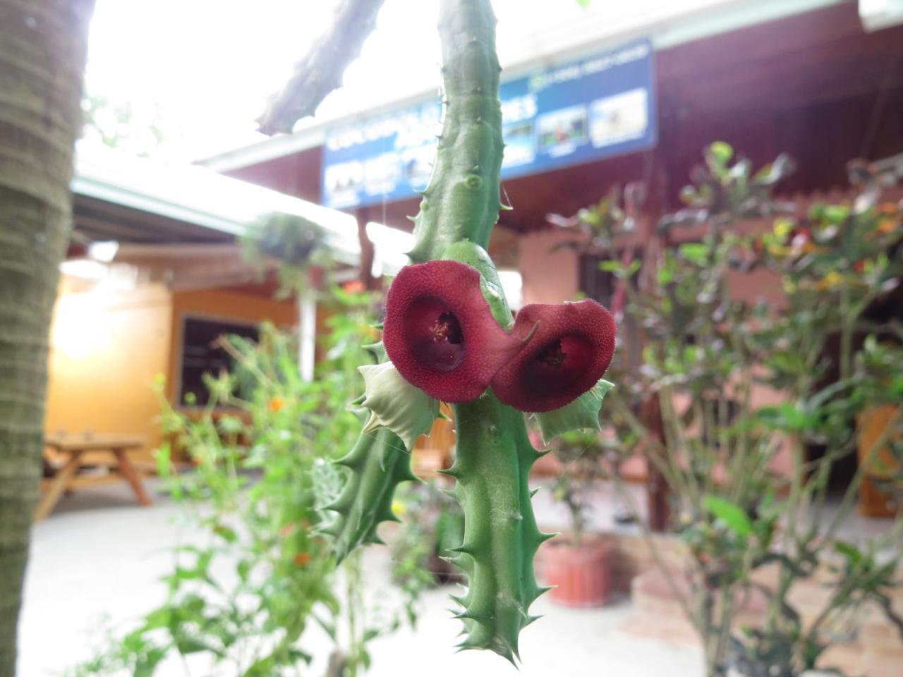 Cocobolo Surf Hotel & School Playa Santa Teresa  外观 照片